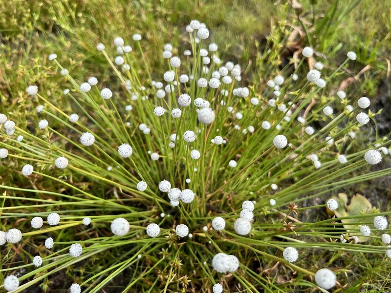Narrow Pipewort photo 8