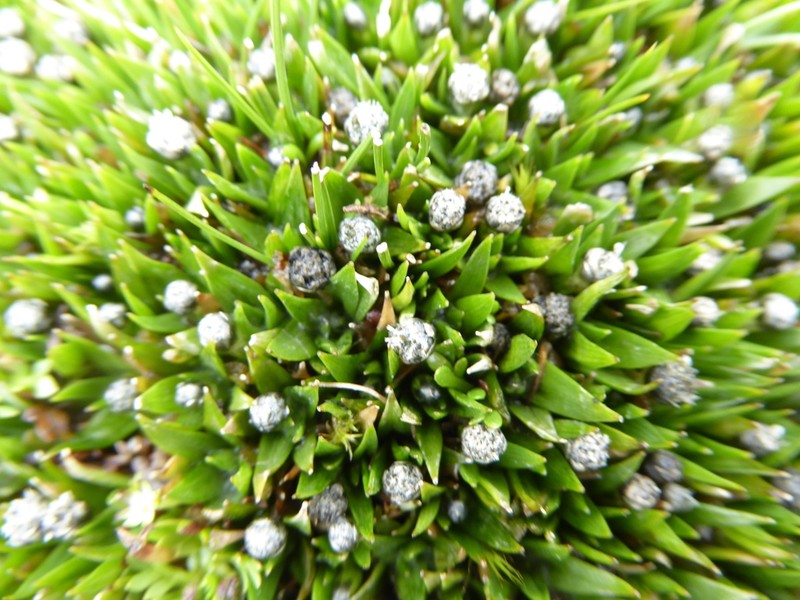 Smallhead Pipewort