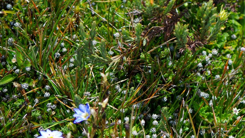 Smallhead Pipewort photo 2