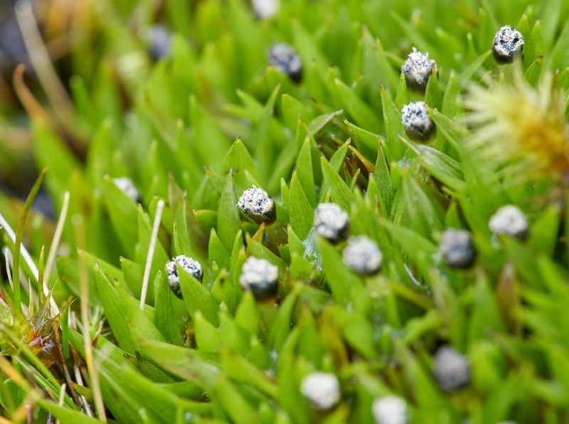 Smallhead Pipewort photo 3