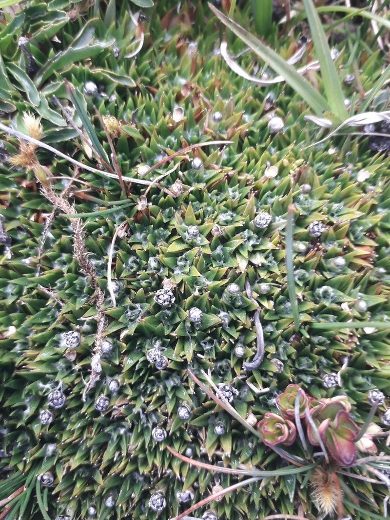 Smallhead Pipewort photo 4