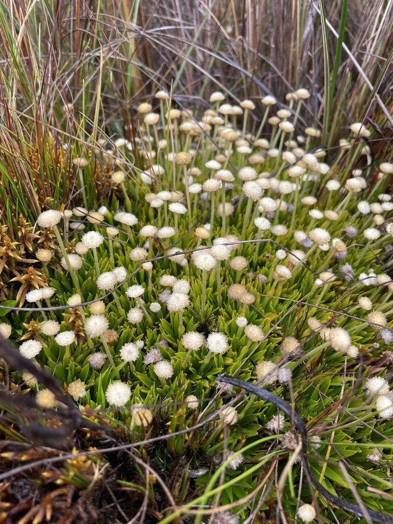 Smallhead Pipewort photo 5