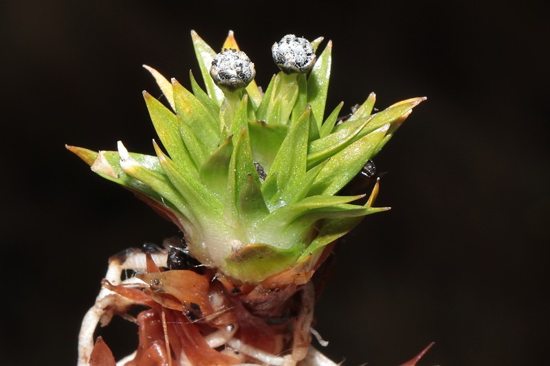 Smallhead Pipewort photo 6