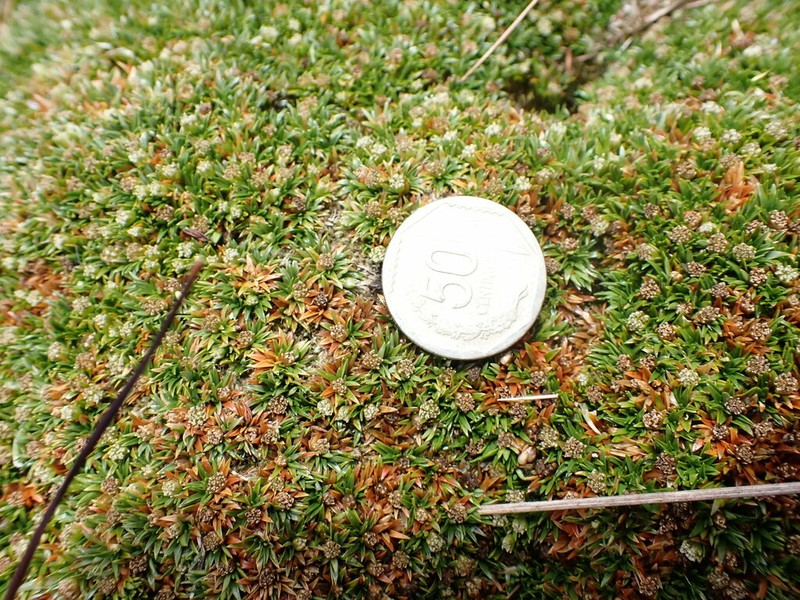 Smallhead Pipewort photo 7