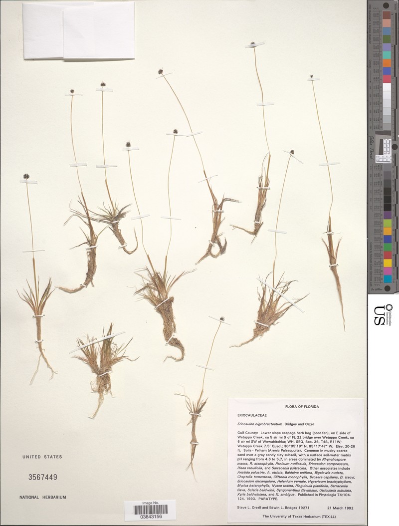 Blackbract Pipewort