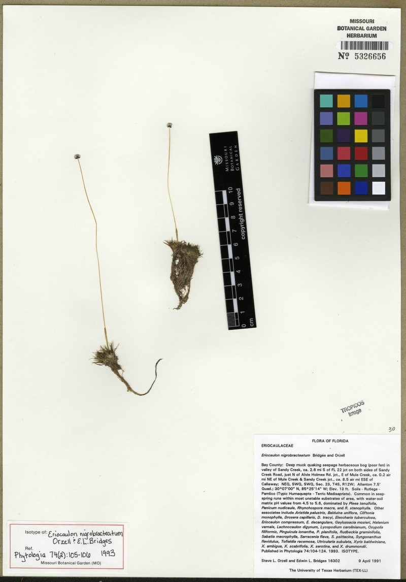 Blackbract Pipewort photo 2