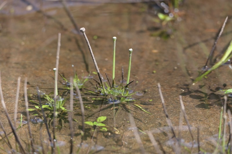 Estuary Pipewort
