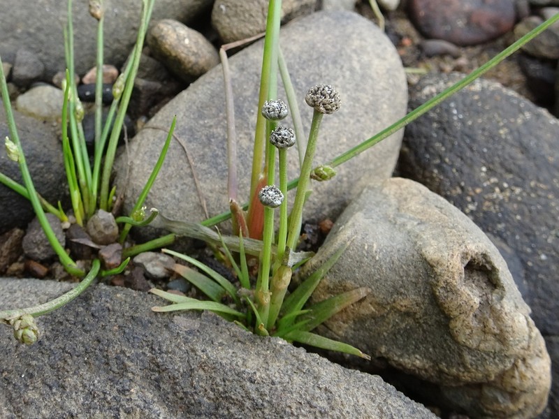 Estuary Pipewort photo 2