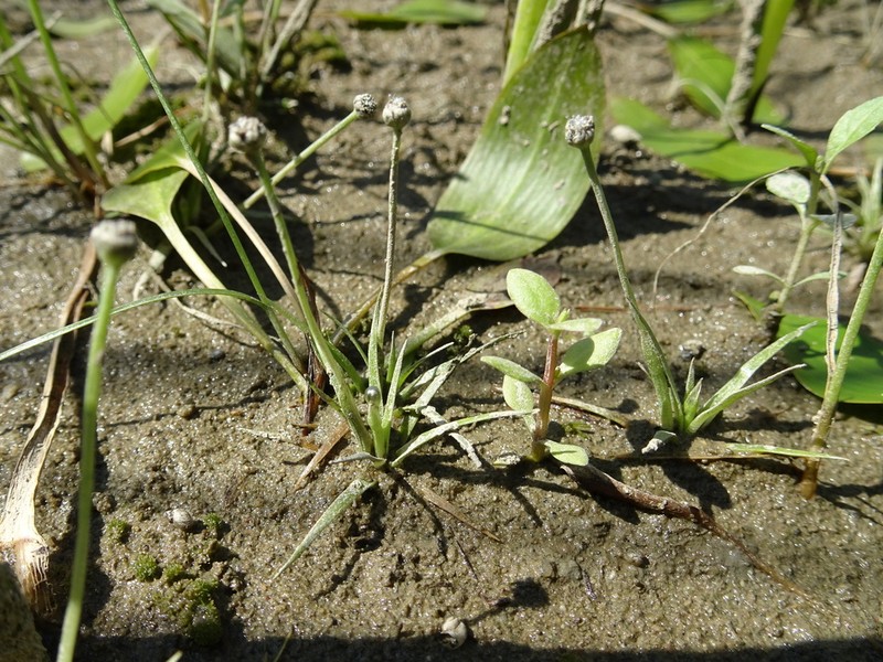 Estuary Pipewort photo 3