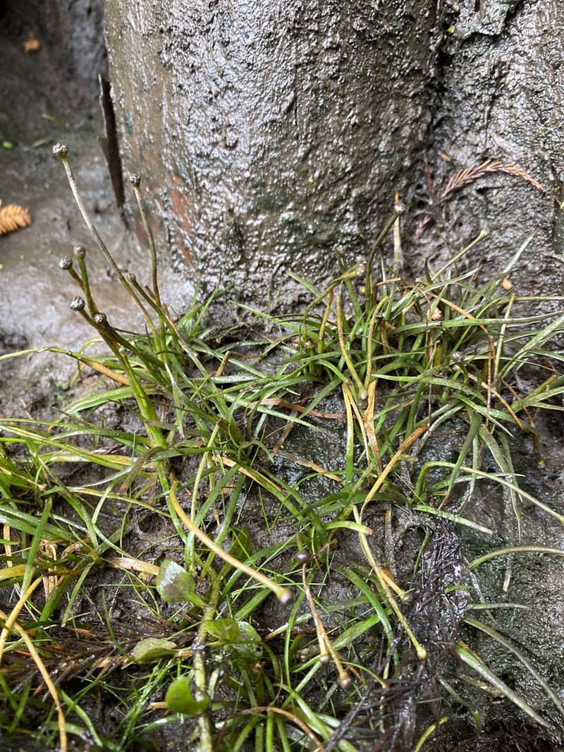 Estuary Pipewort photo 4