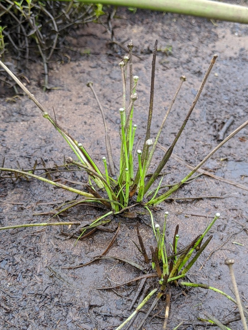 Estuary Pipewort photo 5