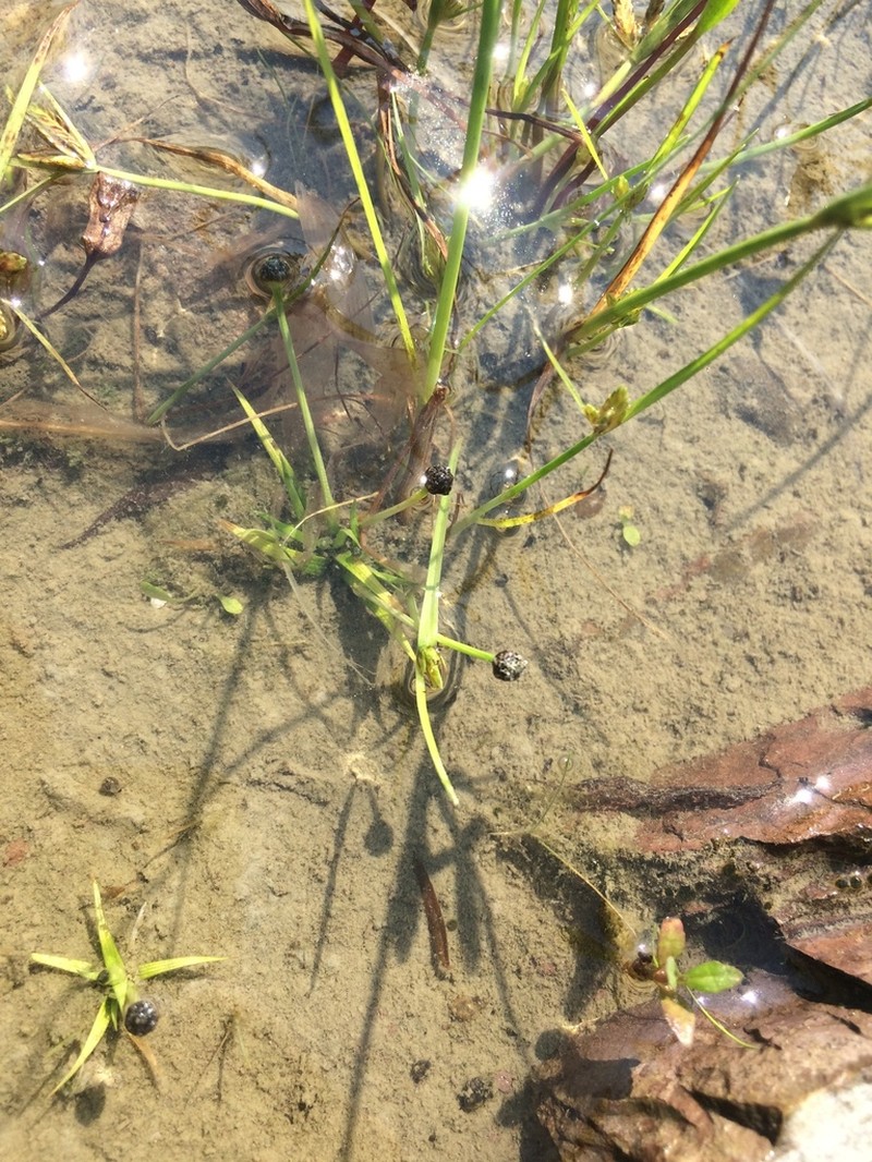 Estuary Pipewort photo 6