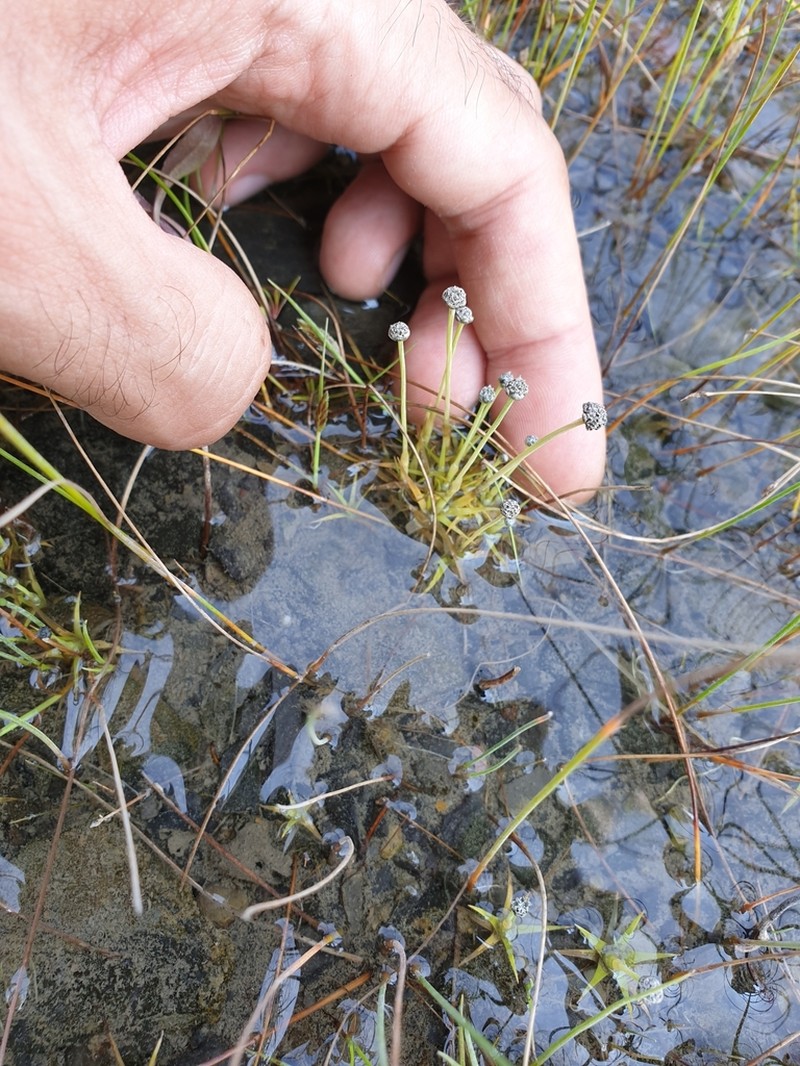 Estuary Pipewort photo 7