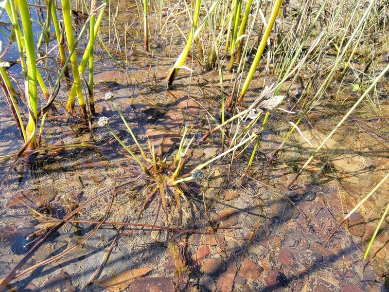 Estuary Pipewort photo 8
