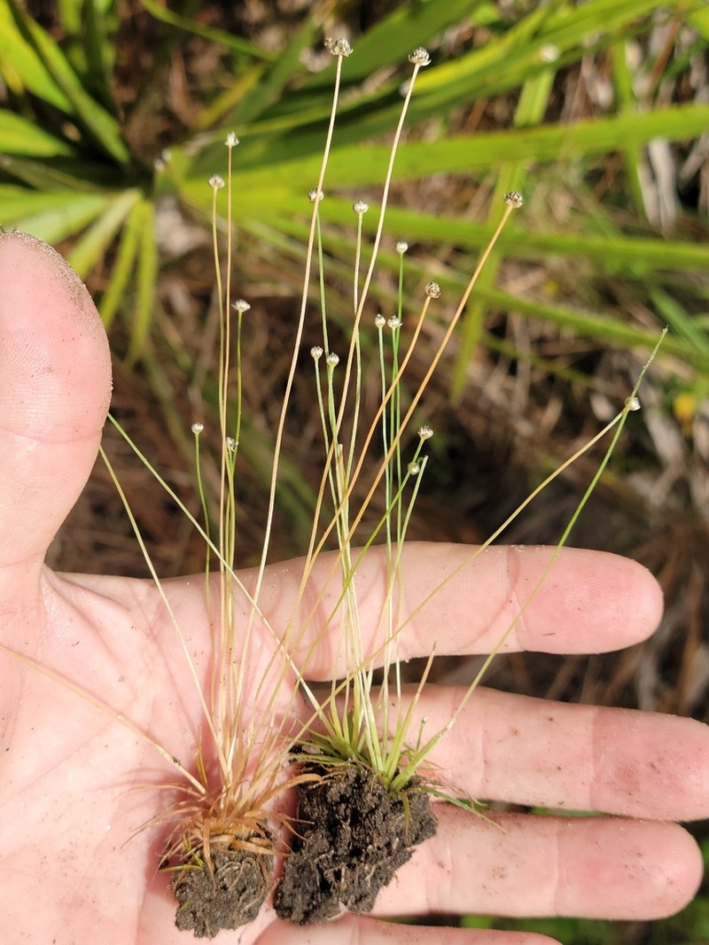 Ravenel's Pipewort