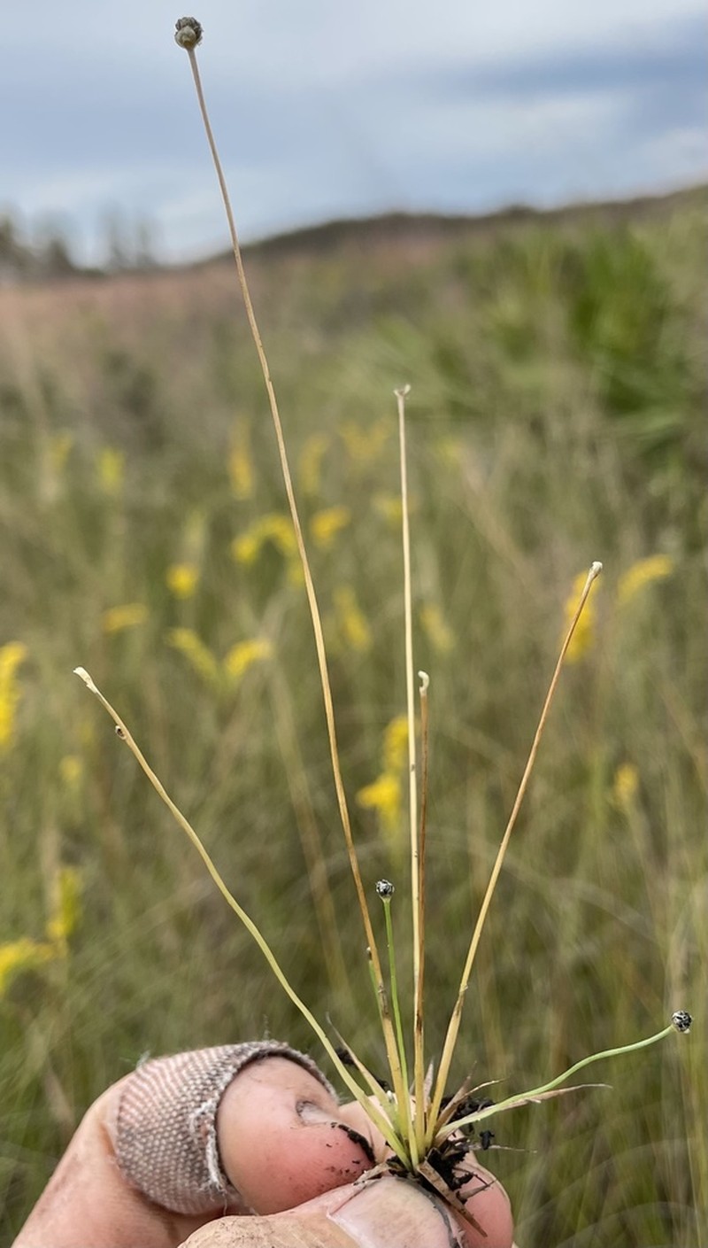 Ravenel's Pipewort photo 2