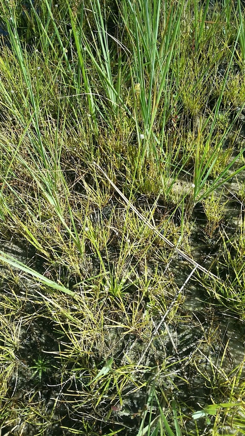 Ravenel's Pipewort photo 3