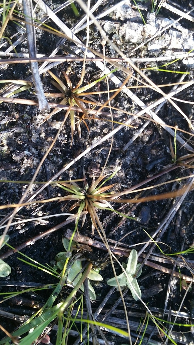 Ravenel's Pipewort photo 4