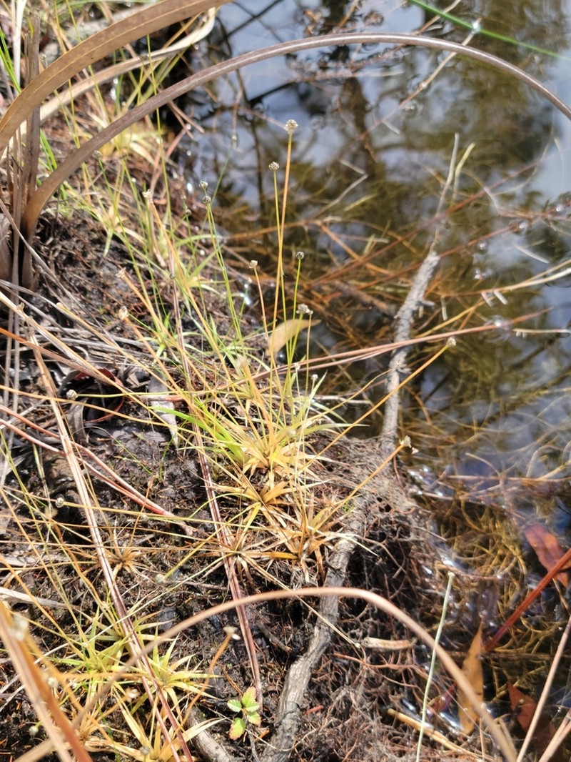 Ravenel's Pipewort photo 5