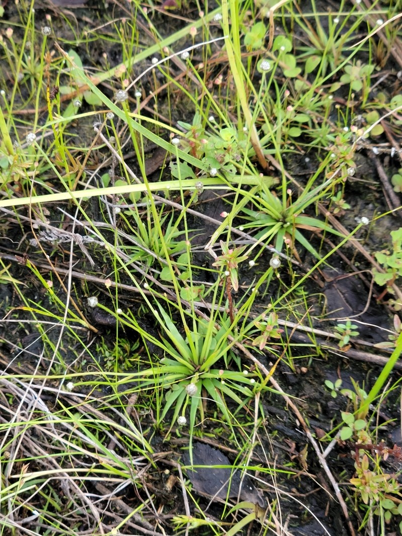 Ravenel's Pipewort photo 6