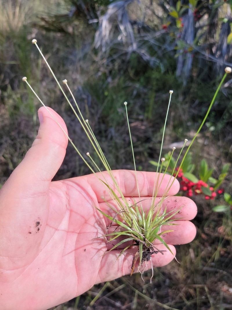 Ravenel's Pipewort photo 7