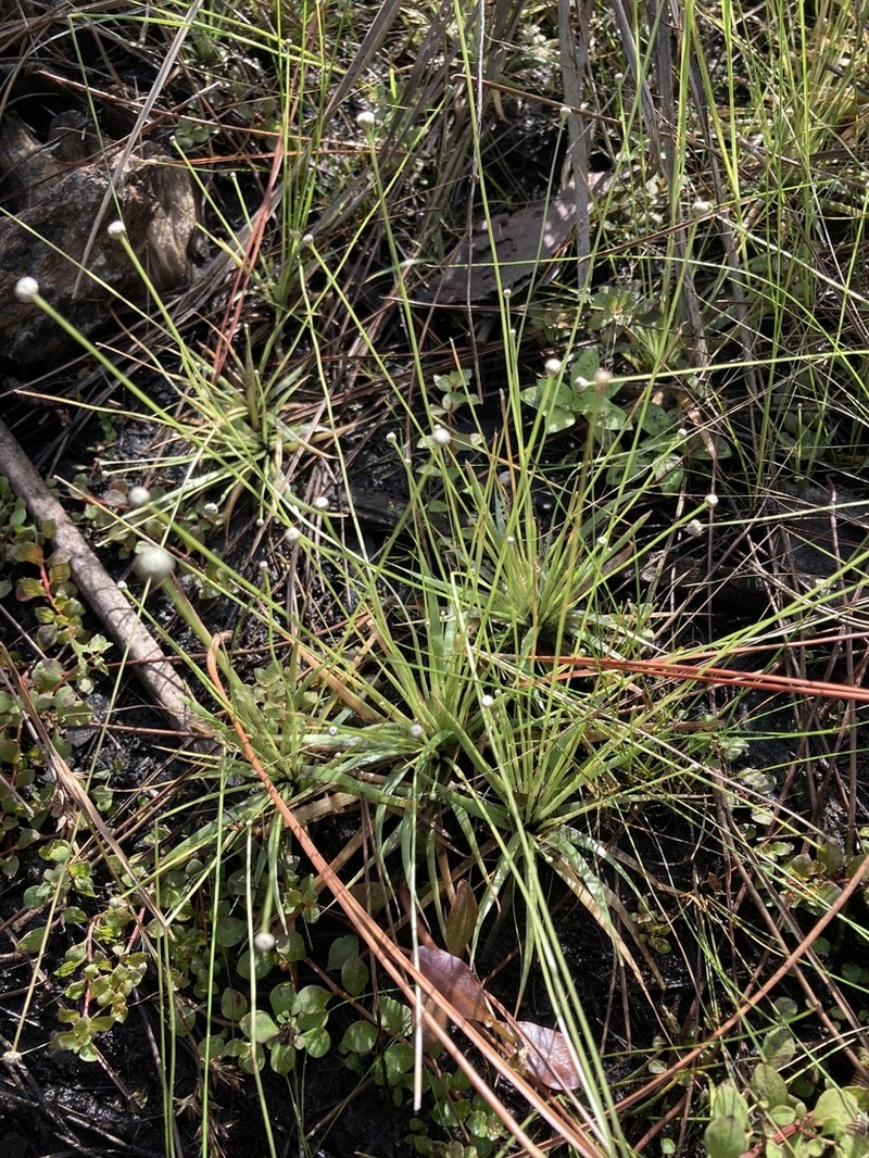 Ravenel's Pipewort photo 8