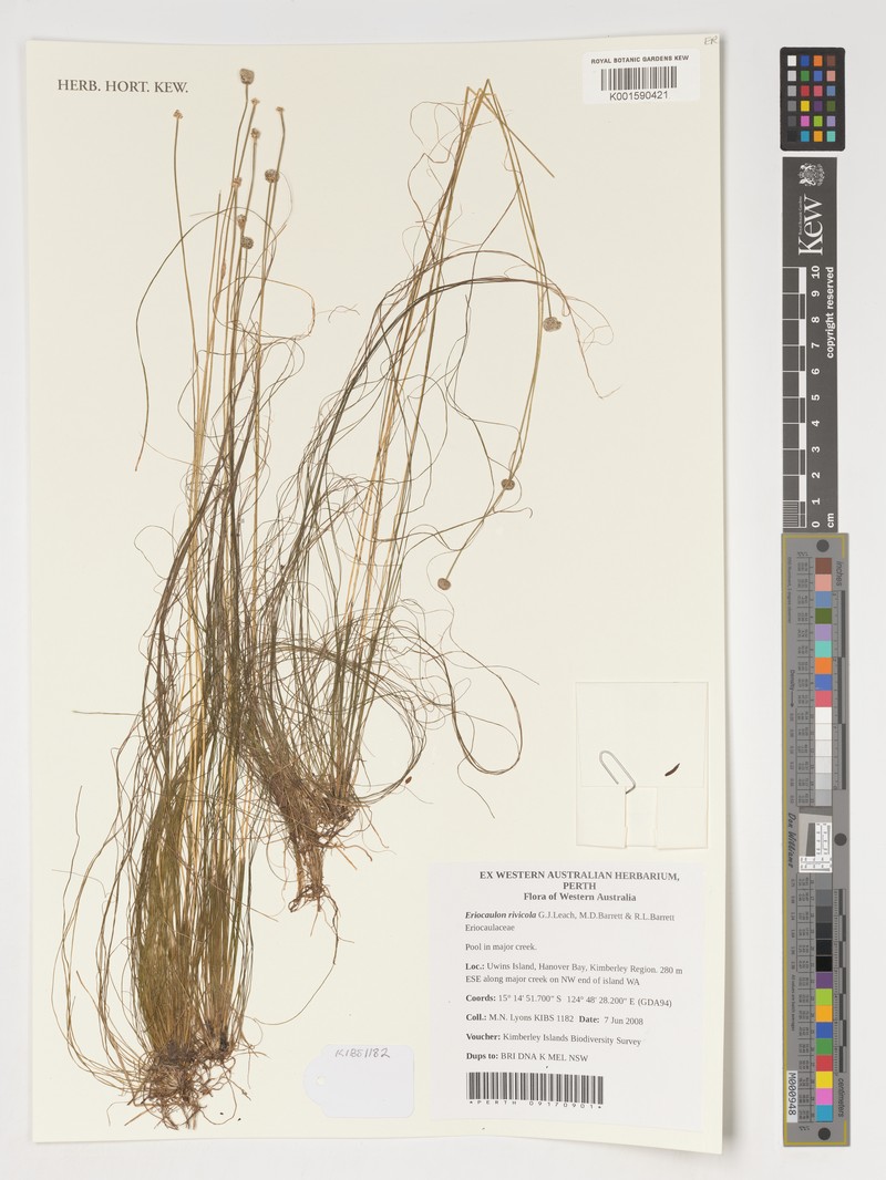 Eriocaulon rivicola
