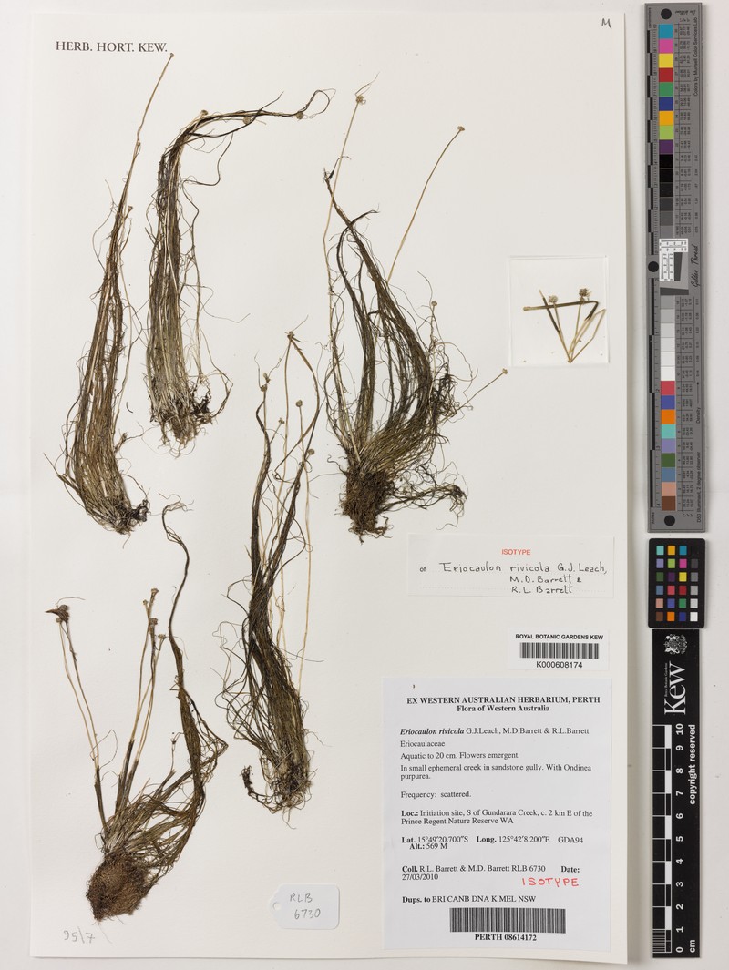 Eriocaulon rivicola photo 2