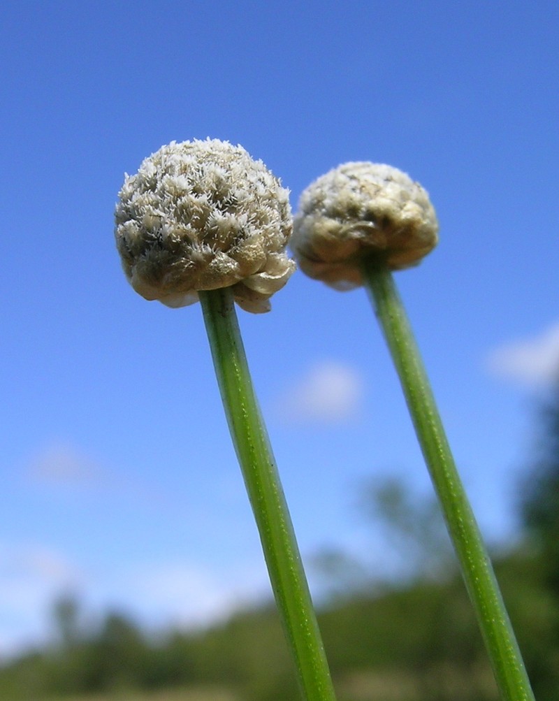 Rough Pipewort photo 4