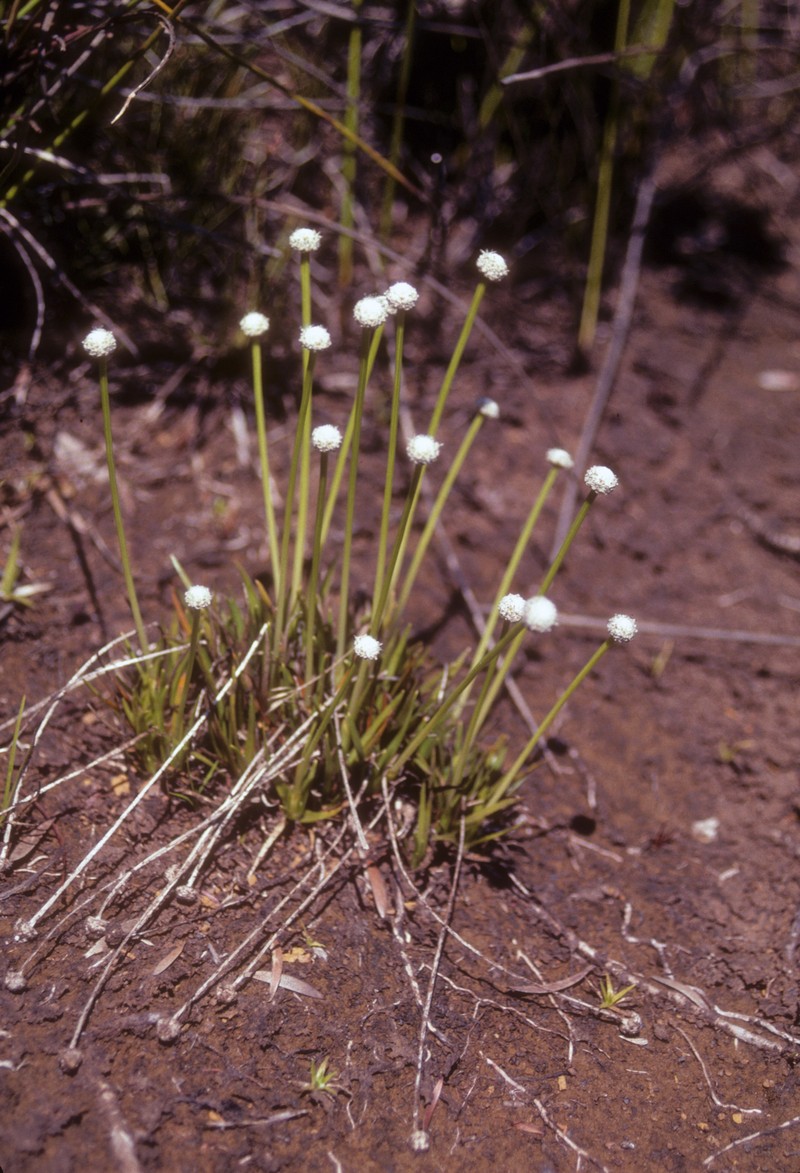 Rough Pipewort photo 5
