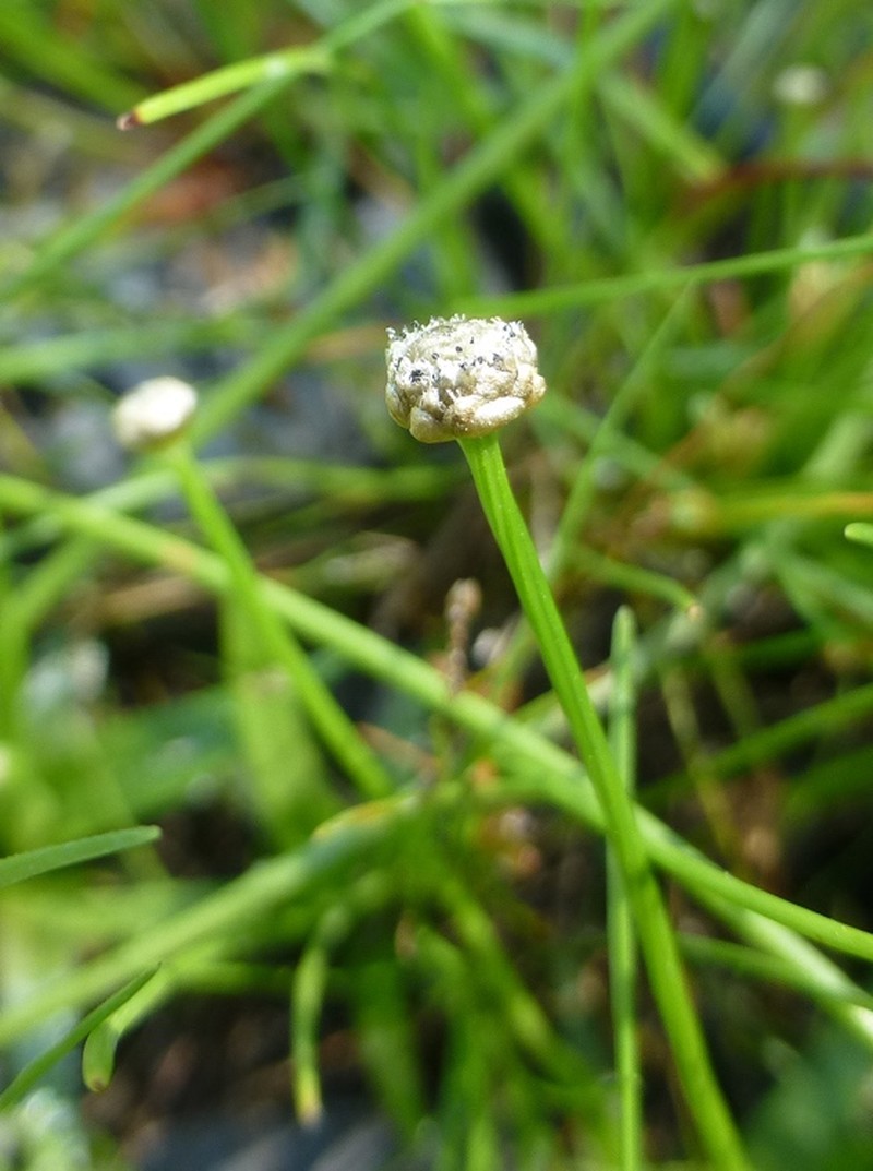 Rough Pipewort photo 3