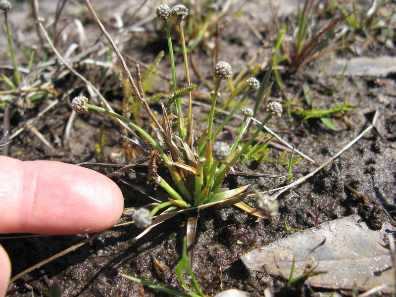 Rough Pipewort photo 6