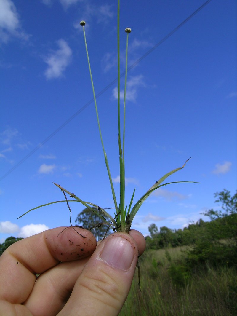 Rough Pipewort photo 7