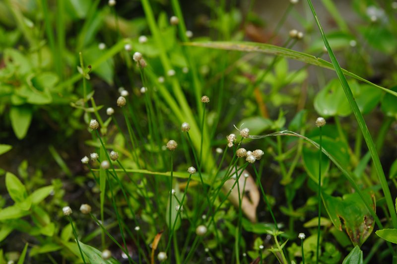 Sixangle Pipewort photo 4