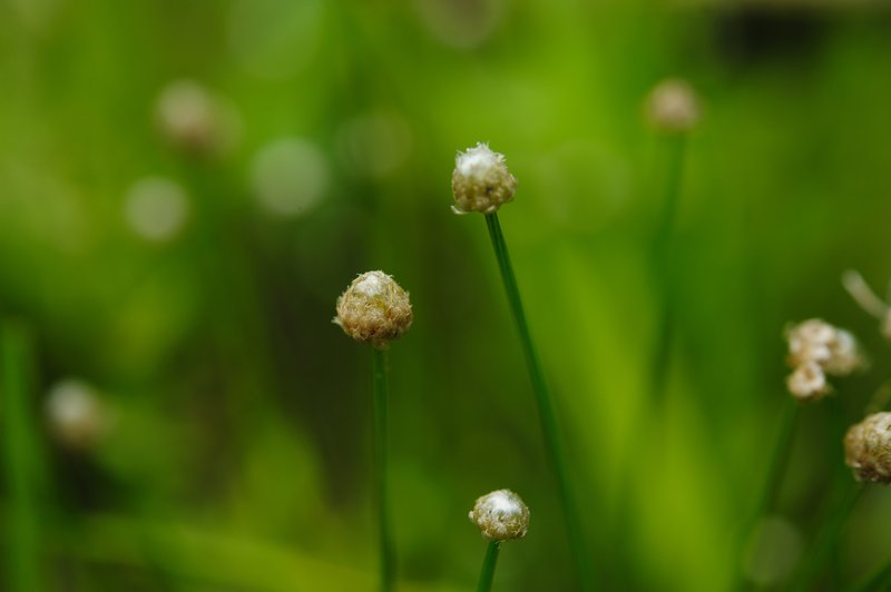 Sixangle Pipewort photo 5