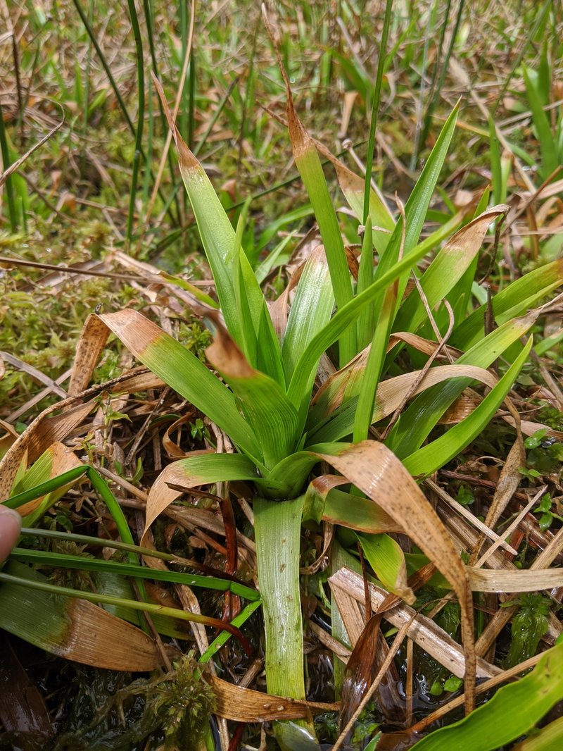 Sixangle Pipewort photo 6