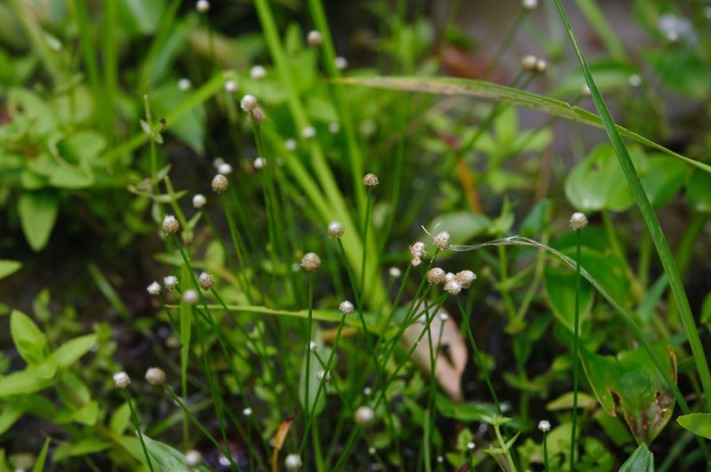 Sixangle Pipewort photo 2