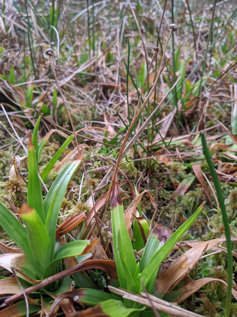 Sixangle Pipewort photo 3
