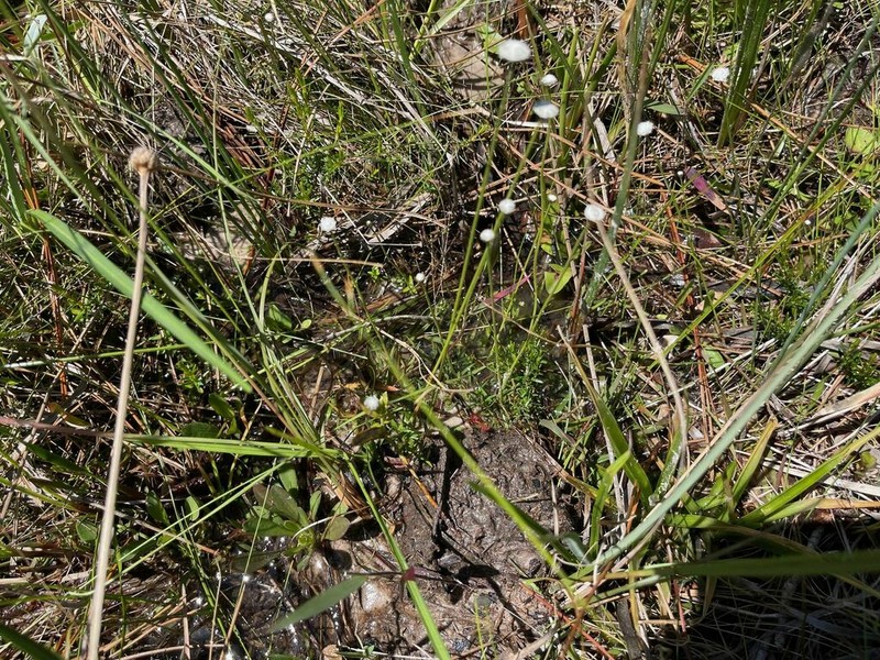 Texas Pipewort