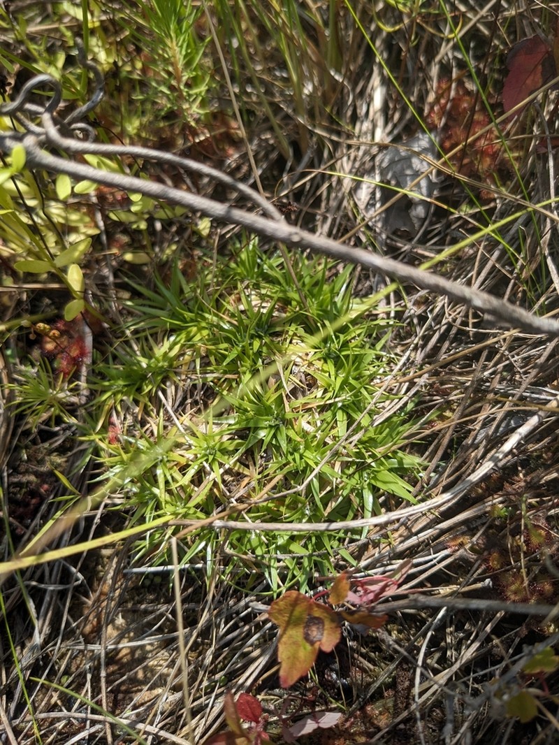 Texas Pipewort photo 2