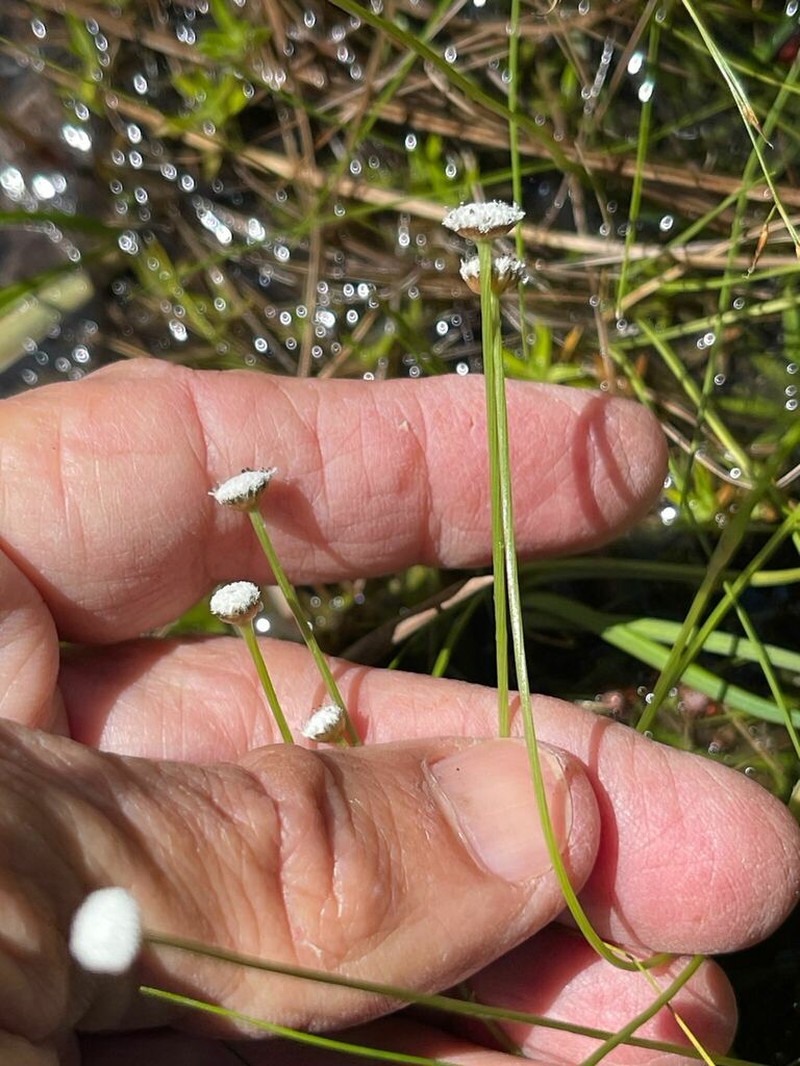 Texas Pipewort photo 3