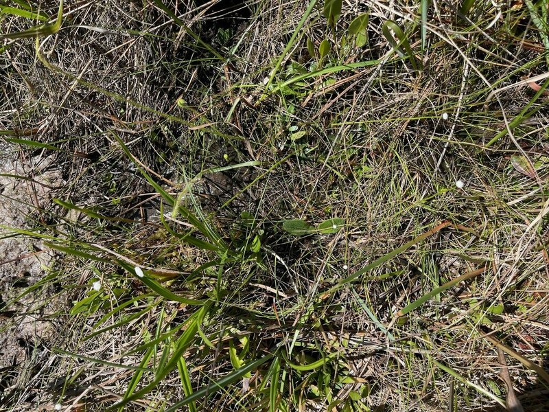 Texas Pipewort photo 4