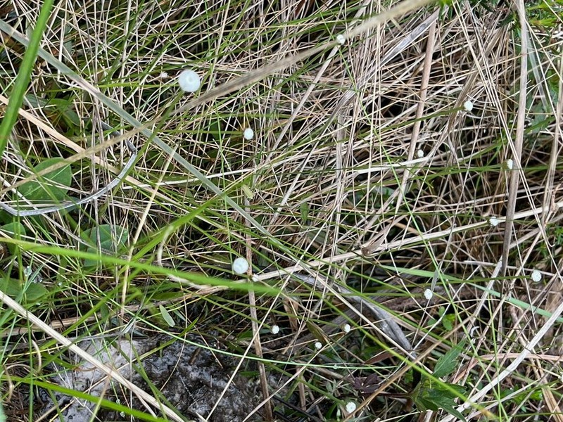 Texas Pipewort photo 5