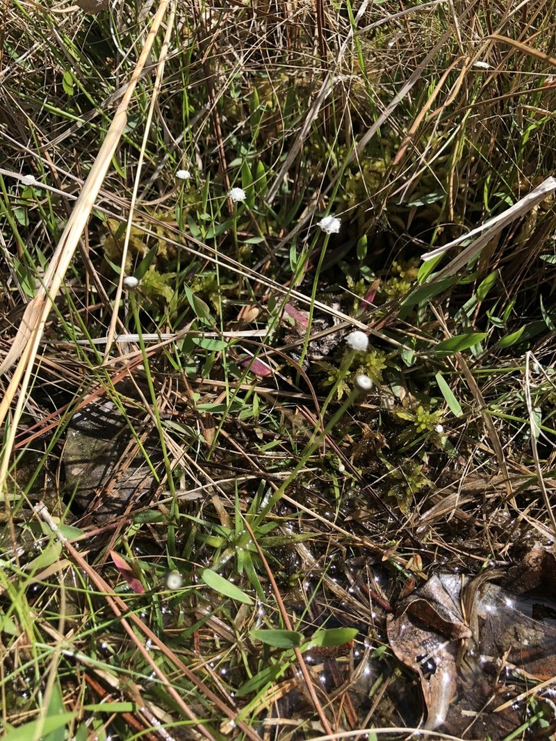 Texas Pipewort photo 6