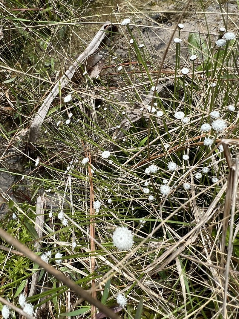 Texas Pipewort photo 7