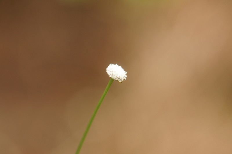 Texas Pipewort photo 8
