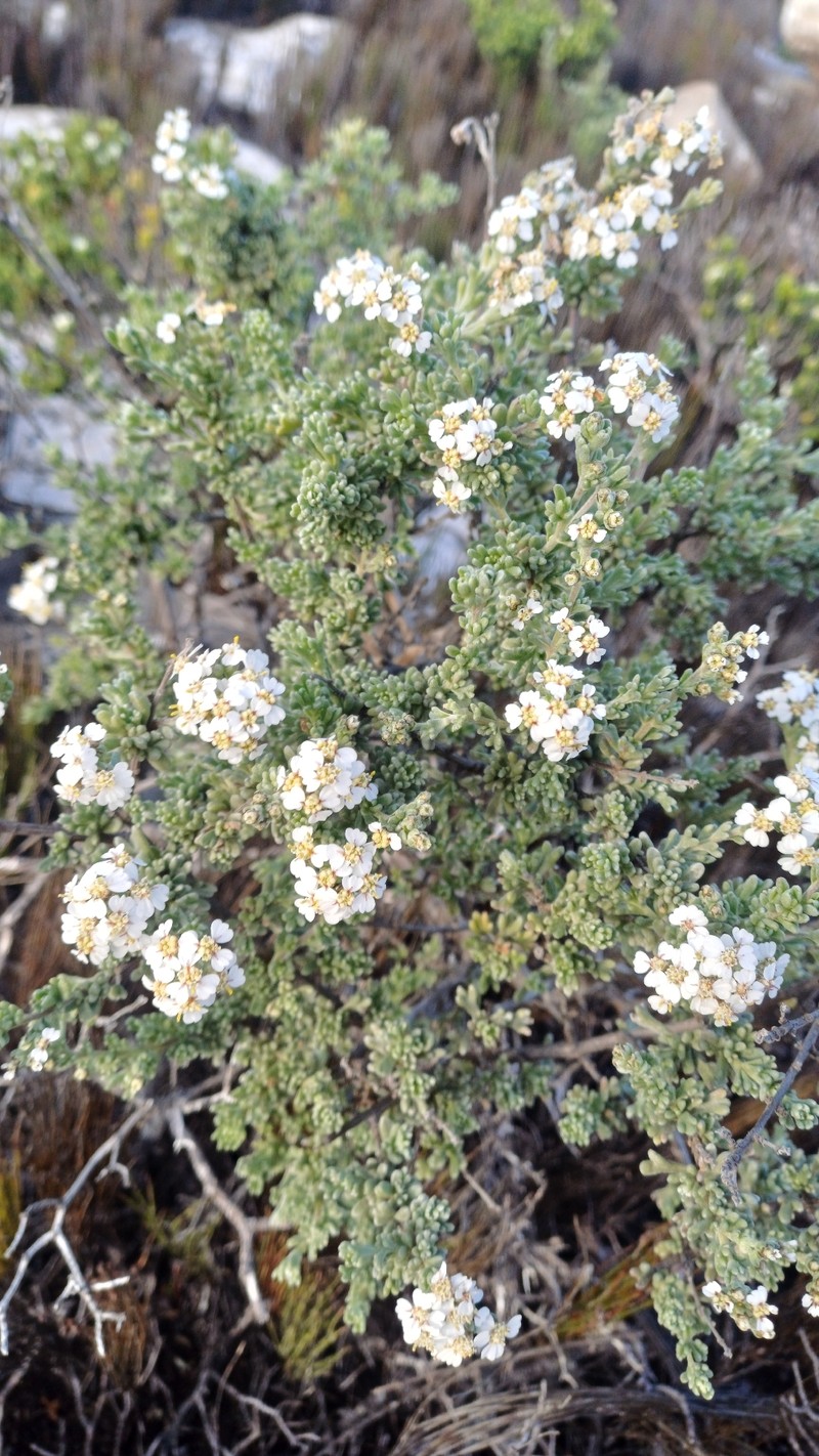 Eriocephalus africanus var. africanus