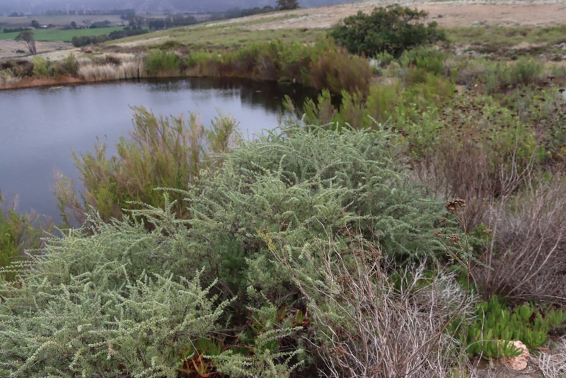 Eriocephalus africanus var. paniculatus