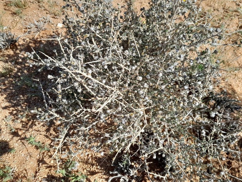 Eriocephalus ambiguus photo 2