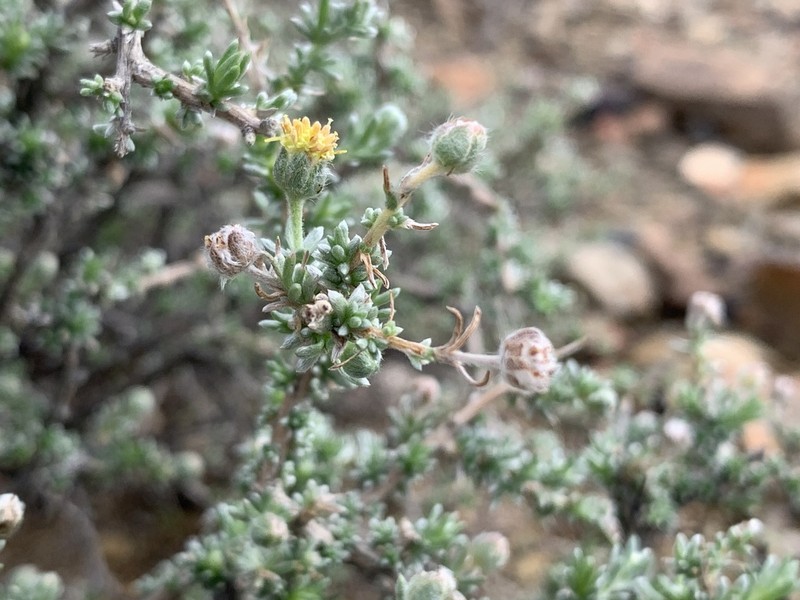 Eriocephalus ambiguus photo 4